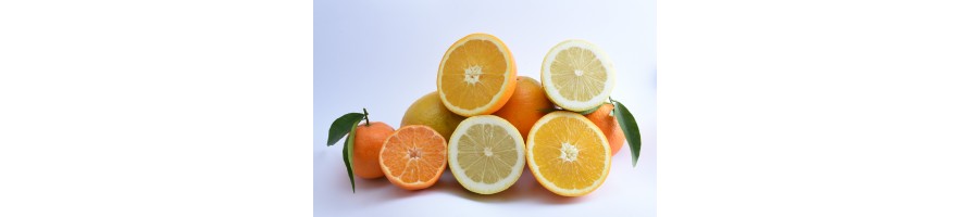 Citrus fruits